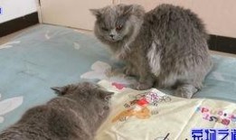 胖猫吃瓜免费观看,免费畅享欢乐时光