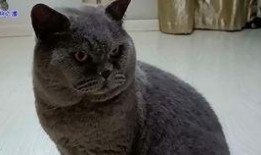 胖猫吃瓜免费观看,免费畅享欢乐时光