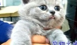 胖猫吃瓜免费观看,免费畅享欢乐时光