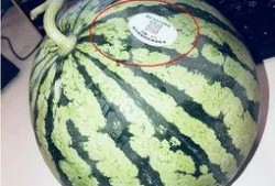 网红吃瓜大合集