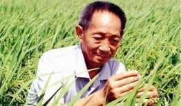 国外爆料袁隆平视频播放,国外视角下的杂交水稻传奇